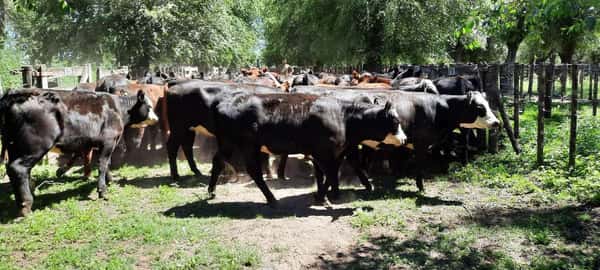 Lote 46 Vaquillonas en Gral. Lamadrid, Buenos Aires