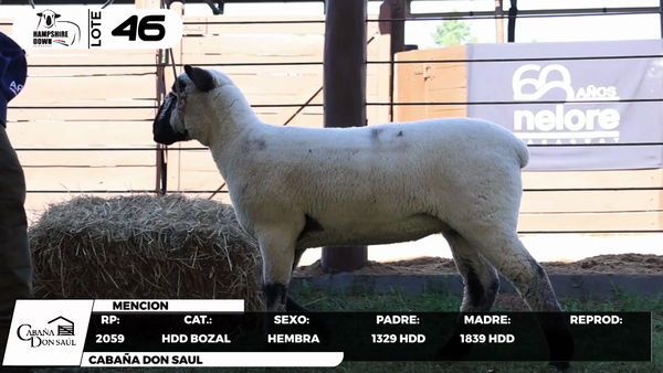 Lote LOTE 46- BOZAL