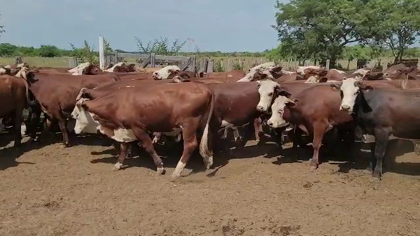 Lote 75 Novillos en Saladas, Corrientes