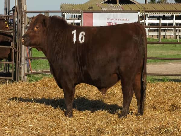 Imagen 4 del Lote Lote TOROS ANGUS COLORADOS PC