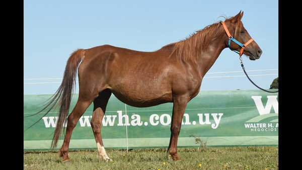 Lote ER BINT TORUKA
