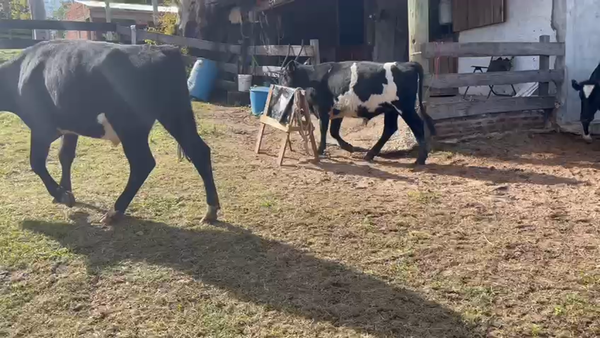 Lote 4 Novillos 1 a 2 años HOLANDO NORMANDO a remate en Pantalla - Luis Zaldua 338kg -  en ARENITAS