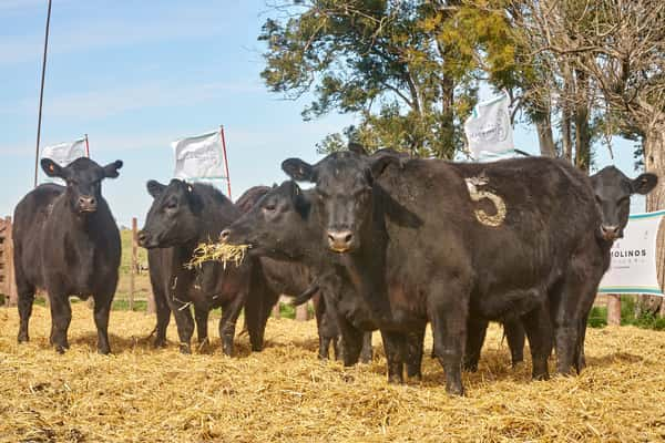 Lote "TRES MOLINOS"  Vaquillas MAS Preñadas