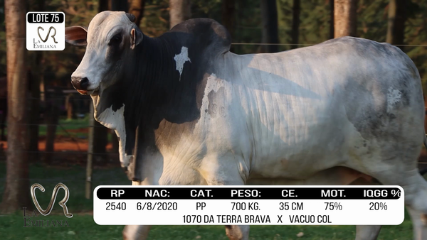 Lote LOTE 75