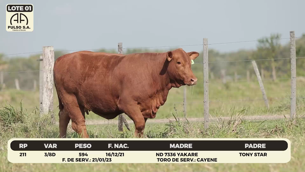 Lote LOTE 1