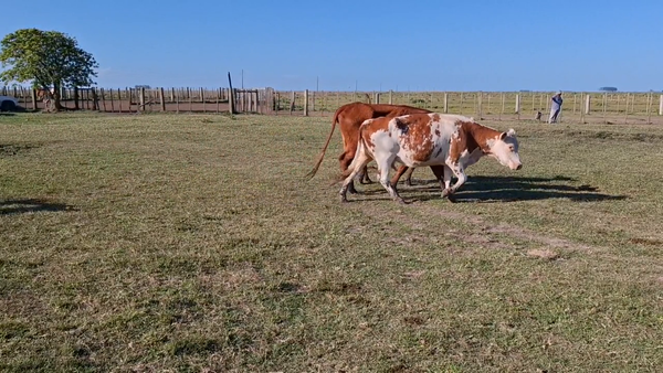 Lote 324 Piezas de cría en Treinta y Tres