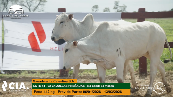 Lote 