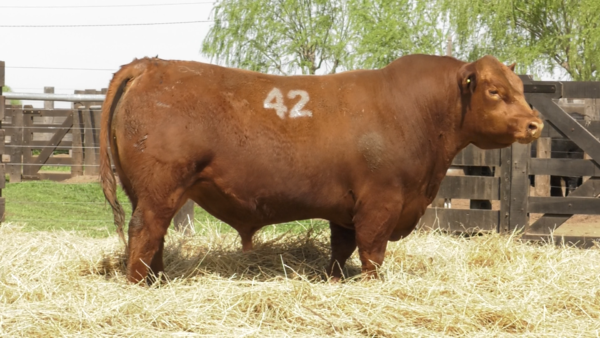 Lote TOROS ANGUS PURO CONTROLADO