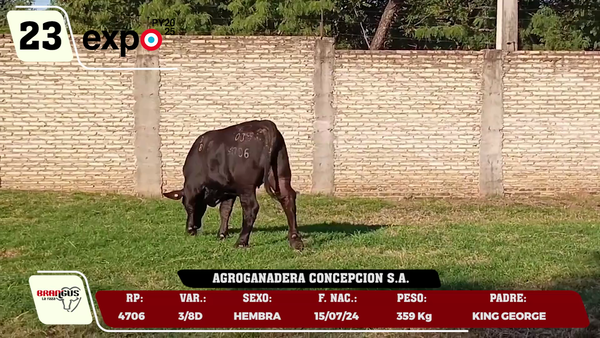 Lote LOTE 23