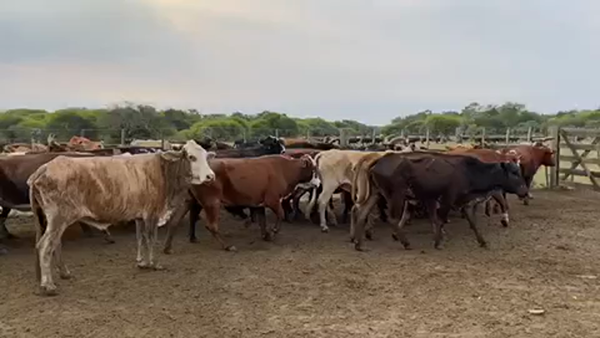 Lote 38 Vacas de invernar en Pto. Eva Perón, Chaco