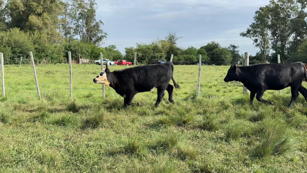 Lote TERNERAS