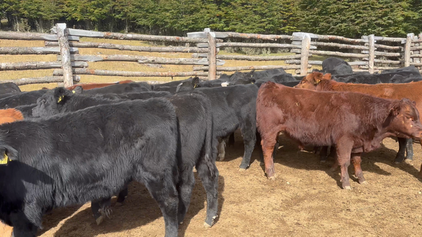 Lote 76 Ternero en Coyhaique, XI Región Aysén