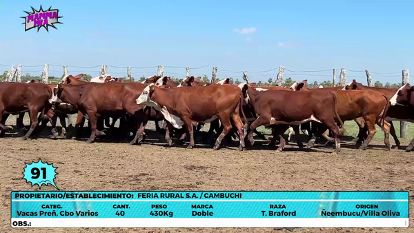 Lote LOTE 91