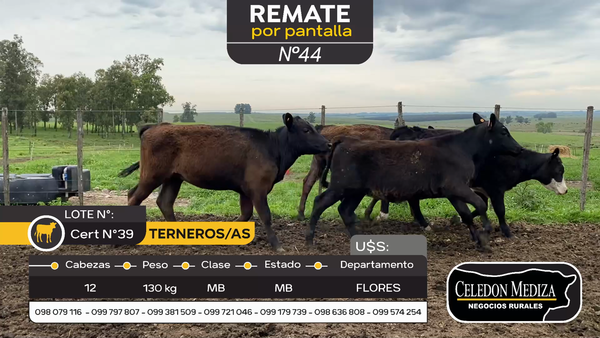 Lote 12 Terneros y Terneras en Ismael Cortinas, Flores