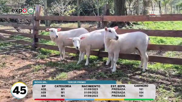 Lote LOTE 45