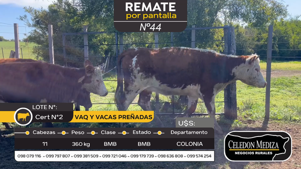 Lote 11 Vaquillonas Vacas Preñadas en Carmelo, Colonia