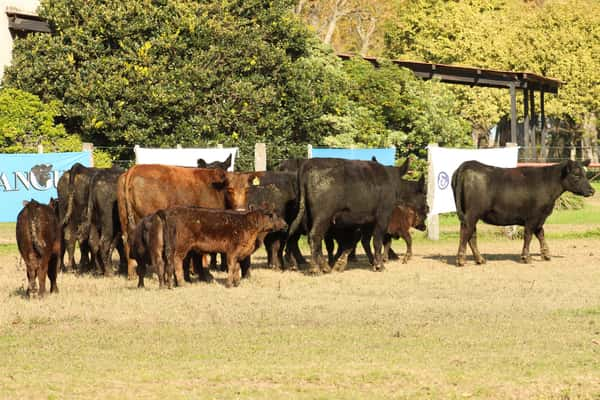 Lote CABAÑA “COEMBOTÁ” de Calderón: 8 VAQUILLAS MAS PARIDAS