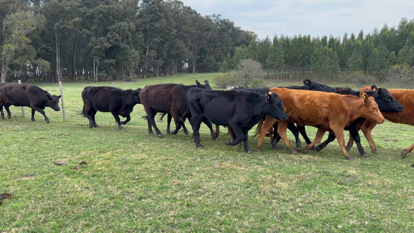 Lote 44 Vaquillonas preñadas en Los Feos, Tacuarembó