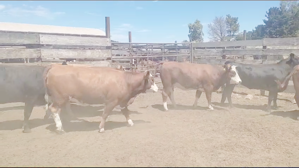 Lote 23 Vaquilla Gorda en Los Ángeles, VIII Región Biobío