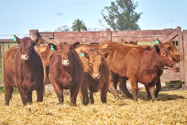 Lote "TRES MOLINOS" Vaquillas MAS con Servicio