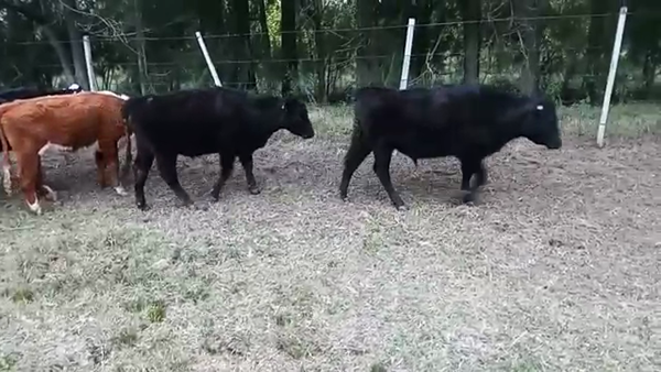 Lote 9 Novillos a remate en PANTALLA CAMY 200kg - , San José