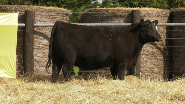 Lote VAQUILLONAS ANGUS PURO PEDRIGREE "Lazise" , "Margarita" y  "Moni"