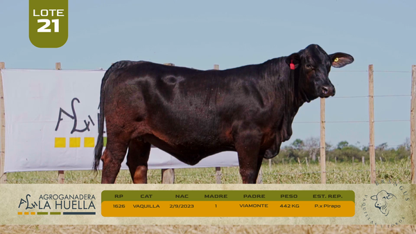 Lote LOTE 21