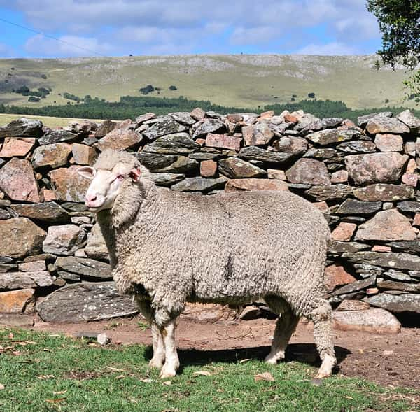 Lote (Vendido)Carneros a remate en Subasta Online - Nambi Guasu, Lavalleja