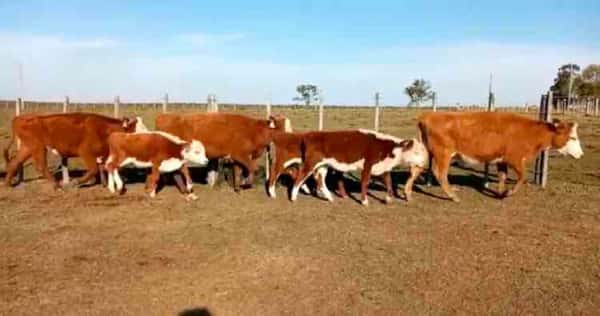 Lote 30 Vacas de cría en Cuchilla de Caraguatá, Tacuarembó