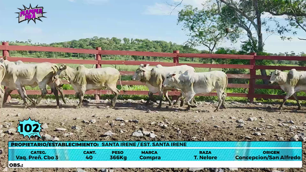 Lote LOTE 102
