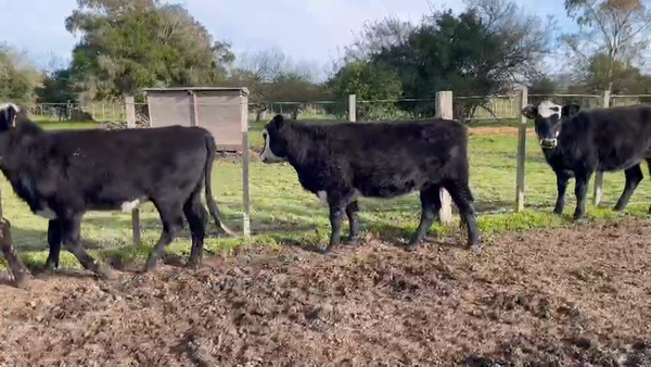 Lote 38 Vaquillonas 1 a 2 años en Flores, Flores