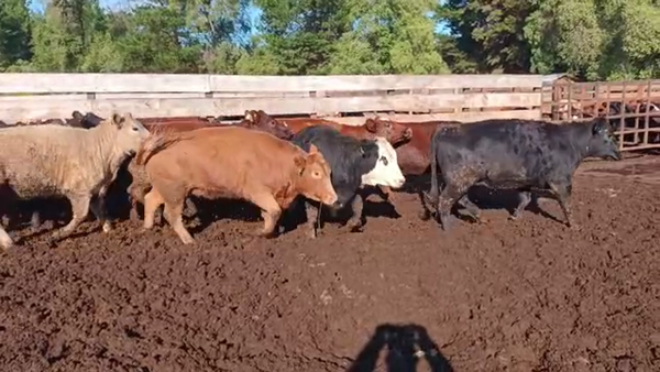 Lote 20 Vaquilla Gorda en Los Ángeles, VIII Región Biobío