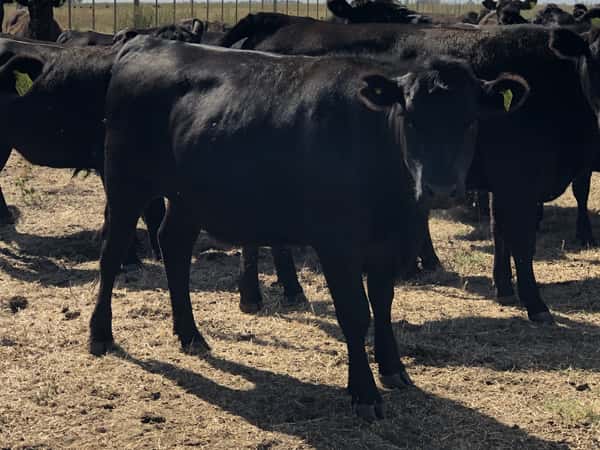 Lote 80 Vaquillonas C/ gtia de preñez en Buenos Aires, San Cayetano