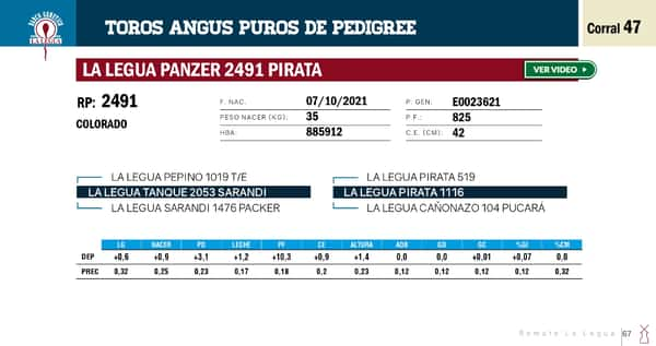 Lote TOROS ANGUS PP