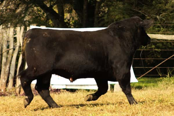 Lote CABAÑA COEMBOTÁ: RP 247