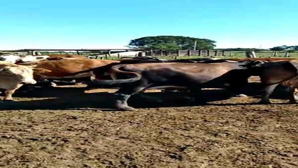 Lote 160 Vacas medio uso C/ gtia de preñez en Resistencia, Chaco