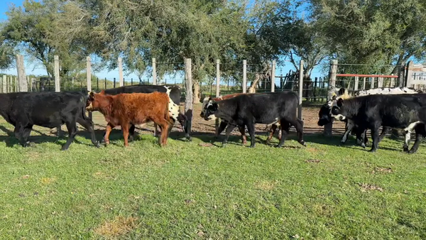 Lote TERNEROS
