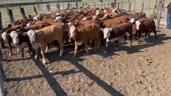 Lote 130 Terneras en Machagai, Chaco
