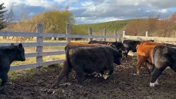 Lote 52 Novillo Engorda en Coyhaique, XI Región Aysén