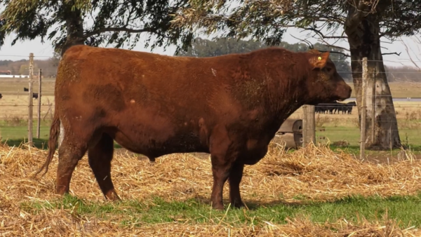 Lote TOROS PUROS POR CRUZA