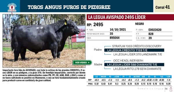 Lote TOROS ANGUS PP