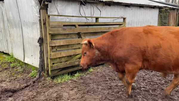Lote 30 Novillo Engorda en Río Bueno, XIV Región Los Ríos