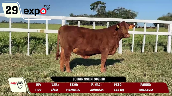 Lote LOTE 29