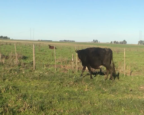 Lote 70 Vacas usadas preñadas en Gral. Lamadrid, Buenos Aires