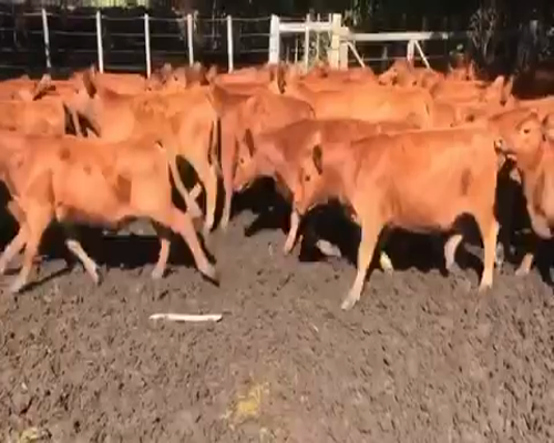 Lote 86 Terneras en Espartillar, Buenos Aires