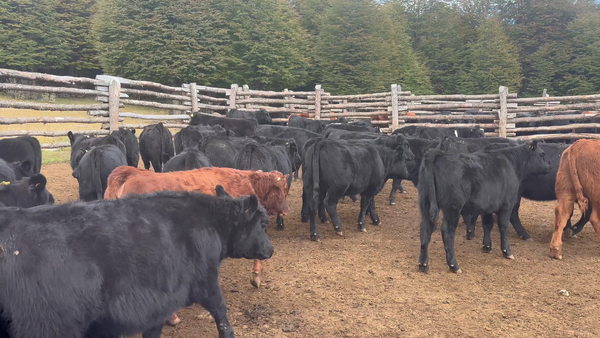 Lote 65 Ternera en Coyhaique, XI Región Aysén