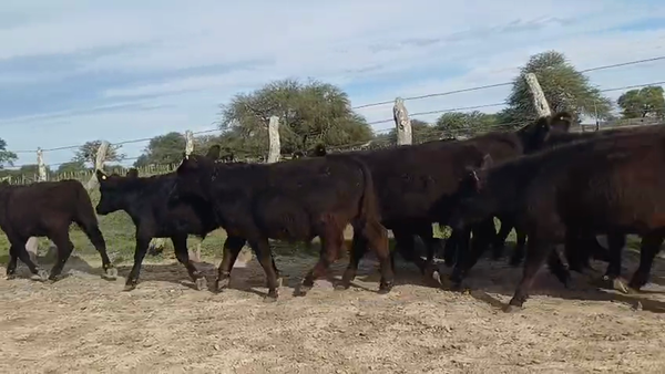 Lote 240 Terneros