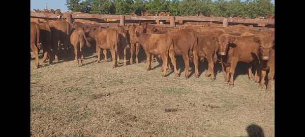 Lote 51 Terneros/as en Villaguay, Entre Ríos