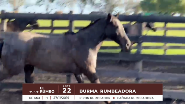 Lote BRUMA RUMBEADORA