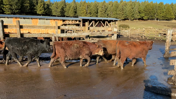 Lote 48 Ternero en Coyhaique, XI Región Aysén
